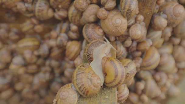 Granja de caracoles. El proceso de cultivo de caracoles. Hay muchos caracoles en la granja. Caracoles en la granja de cerca — Vídeo de stock