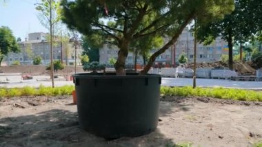 Şehirde büyük bir ağaç dikilir. Şehrin yeşillenmesi. Landshaft tasarımı