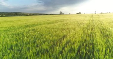 Yeşil bir tarlada buğdayla uçuyor. Yeşil buğday tarlası manzaralı. Gün batımında yeşil buğday tarlası