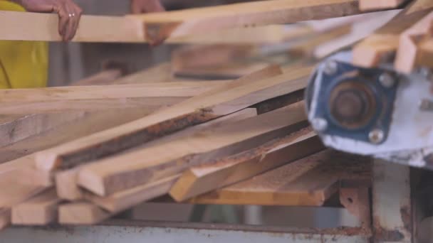 Les gens travaillent sur la bande transporteuse d'une usine de meubles. Tri des ébauches de bois dans une usine de meubles. Processus de travail dans une usine de meubles. — Video