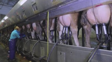 Otomatik inek sağma. Fabrikada sağım sırasında inek sağmak. İnek memesi yakın plan. İnekleri sağmak için ekipman