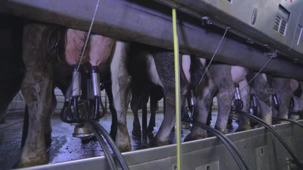 Ordenha automática de vacas. O processo de ordenha de vacas em uma fazenda leiteira. Ordenha automatizada de vacas em uma fazenda — Vídeo de Stock