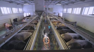 İnek sağmak için alışveriş. Otomatik inek sağma. İnekler sağılacaktır. Birçok inek süt sağıyor