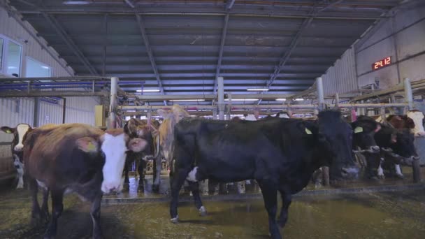 İnekler sağılacaktır. İnek sağmak için alışveriş. Otomatik inek sağma — Stok video