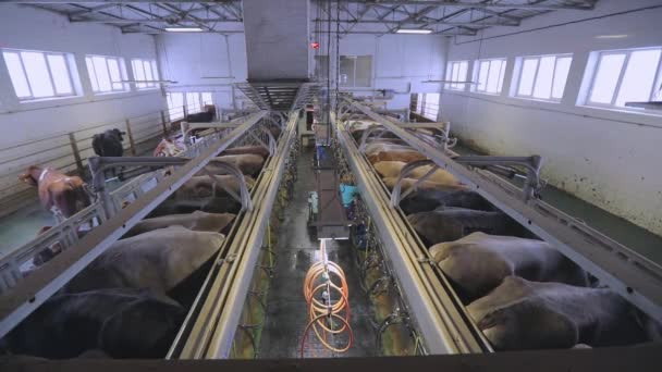 Compra vacas de ordeño. Ordeño automático de vacas. Las vacas van a ser ordeñadas. Muchas vacas ordeñando leche — Vídeo de stock