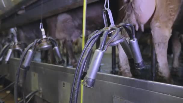 İnek memesi yakın plan. Fabrikada sağım sırasında inek sağmak. Otomatik inek sağma. İnekleri sağmak için ekipman — Stok video