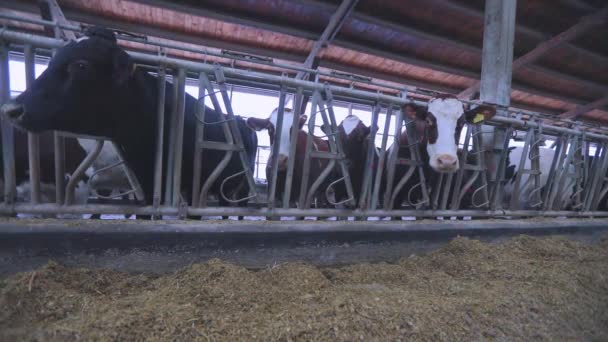 几头奶牛站在牛棚里.牛棚里的奶牛。牛棚里的布鲁施维茨奶牛 — 图库视频影像