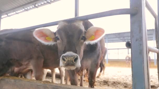 Veel koeien in de schuur. Veel Brunschwitz koeien in een koeienstal. Koeien eten hooi in de schuur. Grote moderne koeienstal met Braunschwitz koeien — Stockvideo