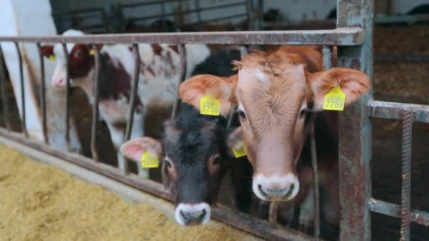 De belles vaches ferment. Braunschwitz vaches sur une ferme close-up. La vache mange du foin. Belles vaches propres — Video
