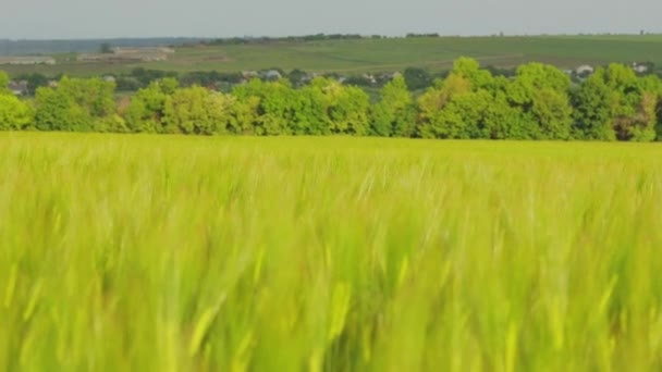 Espiguetas de trigo verde jovem fecham. Suculento trigo verde close-up. Jovem trigo verde no campo. Campo de espiga de trigo — Vídeo de Stock