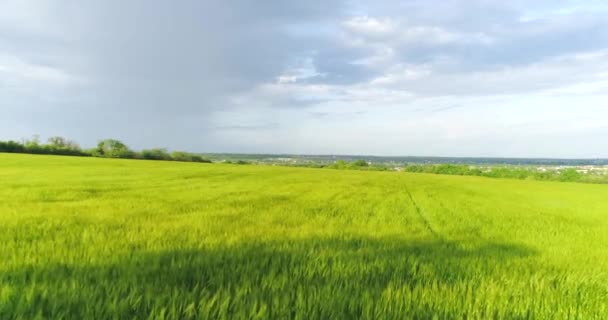 Létá nad zeleným polem s pšenicí. Pohled shora na pole zelené pšenice. Pole zelené pšenice při západu slunce — Stock video
