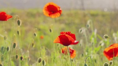Kırmızı haşhaş tarlası. Kırmızı gelincikler. Vahşi doğada gelincikler. Vahşi kırmızı gelincikler tarlası
