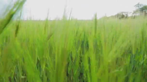 Campo de espiga de trigo. Las espiguillas de trigo verde joven se cierran. Trigo verde joven en el campo. — Vídeos de Stock