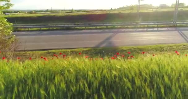 Czerwone maki w pobliżu autostrady, ciężarówka jest jazdy w tle — Wideo stockowe