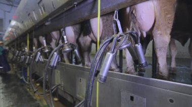 Otomatik inek sağma. Süt çiftliğinde inek sağma işlemi. Çiftlikte otomatik inek sağma