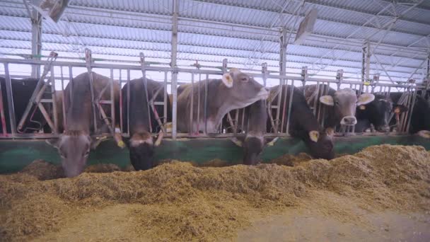 牛は納屋にいる。納屋の可愛い牛だ。納屋の中のブラウンシュビッツ牛 — ストック動画