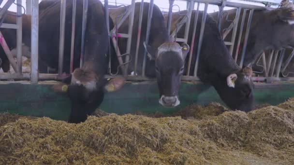 牛は納屋にいる。納屋の可愛い牛だ。納屋の中のブラウンシュビッツ牛 — ストック動画