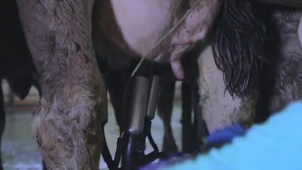Оборудование для доения коров. Коровы на молочной ферме. Современная ферма. Современная молочная ферма. — стоковое видео
