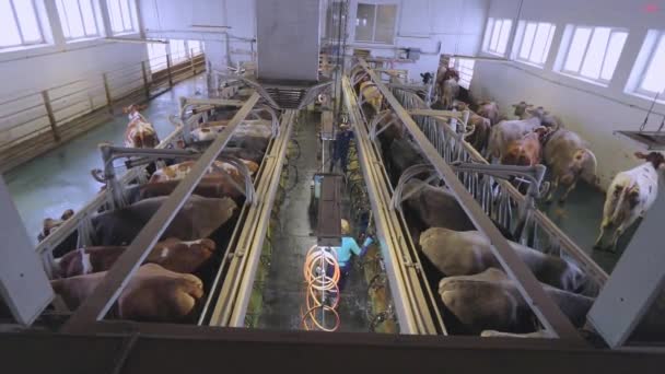 牛は搾乳されるだろう。牛を搾乳するための買い物。牛の自動搾乳 — ストック動画