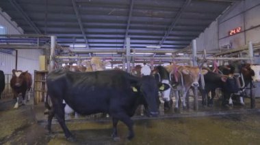 Otomatik inek sağma. Süt çiftliğinde inek sağma işlemi. Çiftlikte otomatik inek sağma