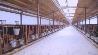 Baldırlı ahır. Braunschwitz buzağıları. Ahırda bir sürü şirin inek var.
