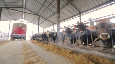 Ahırda bir sürü inek var. Bir sürü Brunschwitz ineği ahırda. İnekler ahırda saman yerler. Braunschwitz inekleriyle dolu büyük, modern bir ahır.