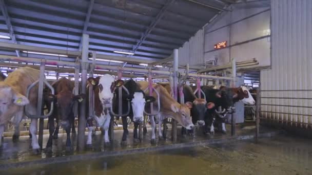 Otomatik inek sağma. Süt çiftliğinde inek sağma işlemi. Çiftlikte otomatik inek sağma — Stok video