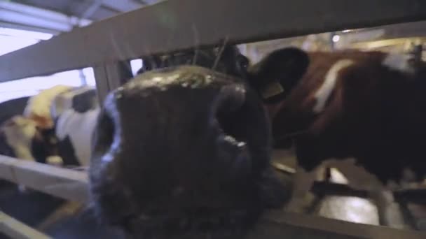 Η αγελάδα μυρίζει την κάμερα από κοντά. Κοντινό πλάνο αγελάδας. Οι αγελάδες είναι στον αχυρώνα. Χαριτωμένες αγελάδες στον αχυρώνα. Αγελάδες Braunschwitz σε έναν αχυρώνα — Αρχείο Βίντεο