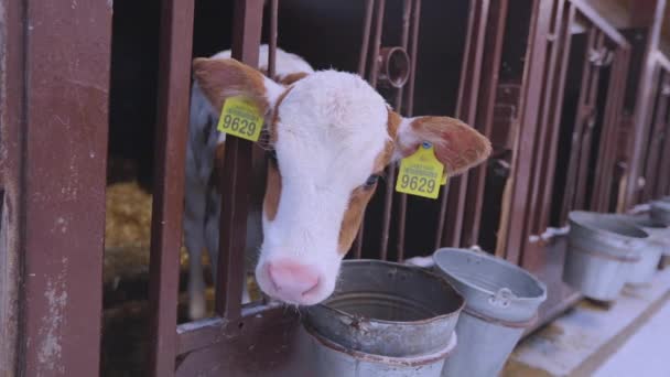 Braunschwitz kalf. Braunschwitz koeien op de boerderij. Het kalf kijkt in de camera. Leuke koeien kijken naar de camera close-up. — Stockvideo