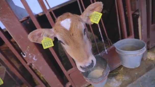 Des vaches braunschwitz à la ferme. Le veau regarde dans la caméra. Veau Braunschwitz. Des vaches mignonnes regardent la caméra en gros plan. — Video