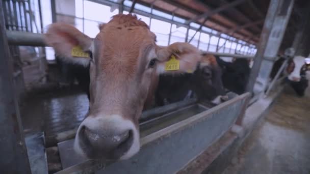 Cabeças de vacas de perto. Raça de vacas Braunschwitz. Vacas giras olham para a câmera de perto. Vacas Braunschwitz na quinta — Vídeo de Stock
