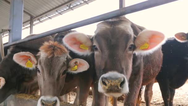 Mooie koeien sluiten af. Braunschwitz koeien op een boerderij close-up. De koe eet hooi. Mooie schone koeien — Stockvideo