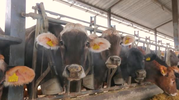 谷仓里有很多奶牛在牛棚里有很多不伦瑞克牛奶牛在谷仓里吃干草.带有Braunschwitz奶牛的大型现代牛棚 — 图库视频影像