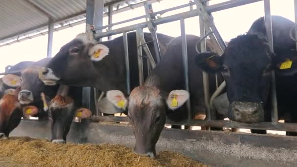 Grote moderne koeienstal met Braunschwitz koeien. Veel koeien in de schuur. Veel Brunschwitz koeien in een koeienstal. Koeien eten hooi in de schuur. — Stockvideo