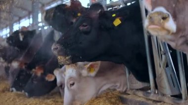 Braunschwitz inekleri saman yer. İnekler ahırda saman yerler. Birçok inek saman yer..