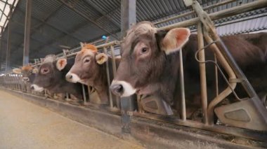 Ahırdaki güzel inekler. Braunschwitz inekleri yakın plan.