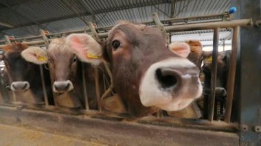 Güzel inekler yaklaşıyor. Braunschwitz inekleri çiftlikte yakın plan çekimde. İnek saman yiyor. Güzel temiz inekler