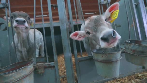 Schattige kleine koe van dichtbij. Braunschwitz koe kalf. Baby koe close up — Stockvideo