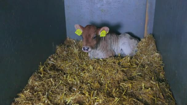 귀여운 젖소. 브라운 슈비츠 소새끼. 귀여운 소가 가까이 있네. — 비디오