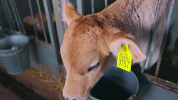 Leuke kalfjes op een melkveebedrijf. Braunschwitz koe kalf. Kalveren fokken. — Stockvideo