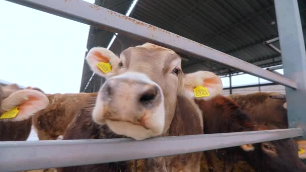 Leuke koe van dichtbij. Braunschwitz koe. Koe close-up. De koe is geïnteresseerd in de camera. Hoofd van een koeienclose-up. — Stockvideo