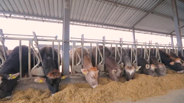 Un sacco di mucche Brunschwitz in stalla. Le mucche mangiano fieno nel fienile. Un sacco di mucche nel fienile. Grande stalla moderna con mucche Braunschwitz — Video Stock