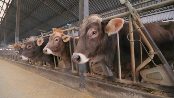 Belas vacas no celeiro. Vacas Braunschwitz close-up — Vídeo de Stock