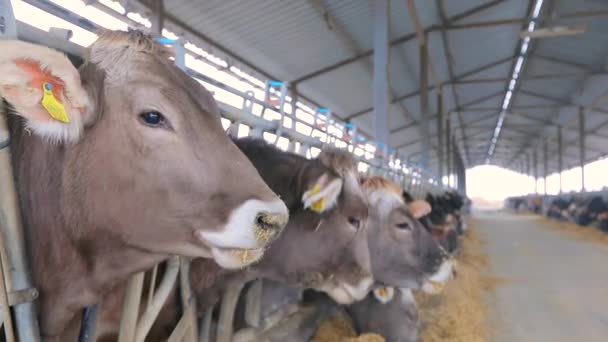 헛간에 있는 아름다운 소들. 브라운 슈비츠 소들을 가까이 서 본 모습 — 비디오