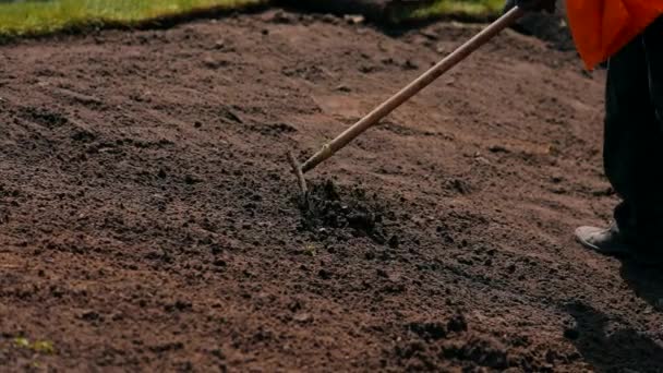 Een rolgazon planten. Het meisje legt het opgerolde gazon in de stad. Stadsverbetering — Stockvideo