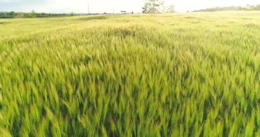 Yeşil buğday tarlası manzaralı. Gün batımında yeşil buğday tarlası. Buğdaylı yeşil bir tarlanın üzerinde uçuyor.