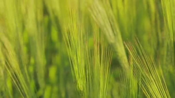 Шипы молодой зеленой пшеницы крупным планом. Сочная зеленая пшеница крупным планом. Молодая зеленая пшеница в поле. Пшеничное шиповое поле — стоковое видео