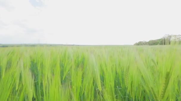 Grüner Weizen auf dem Feld. Stacheln jungen grünen Weizens aus nächster Nähe. Weizenspitzenfeld — Stockvideo