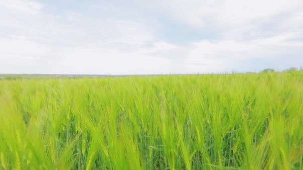 Campo de espiga de trigo. Las espiguillas de trigo verde joven se cierran. Trigo verde joven en el campo. — Vídeos de Stock