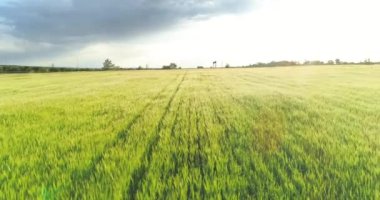 Yeşil bir tarlada buğdayla uçuyor. Yeşil buğday tarlası manzaralı. Gün batımında yeşil buğday tarlası